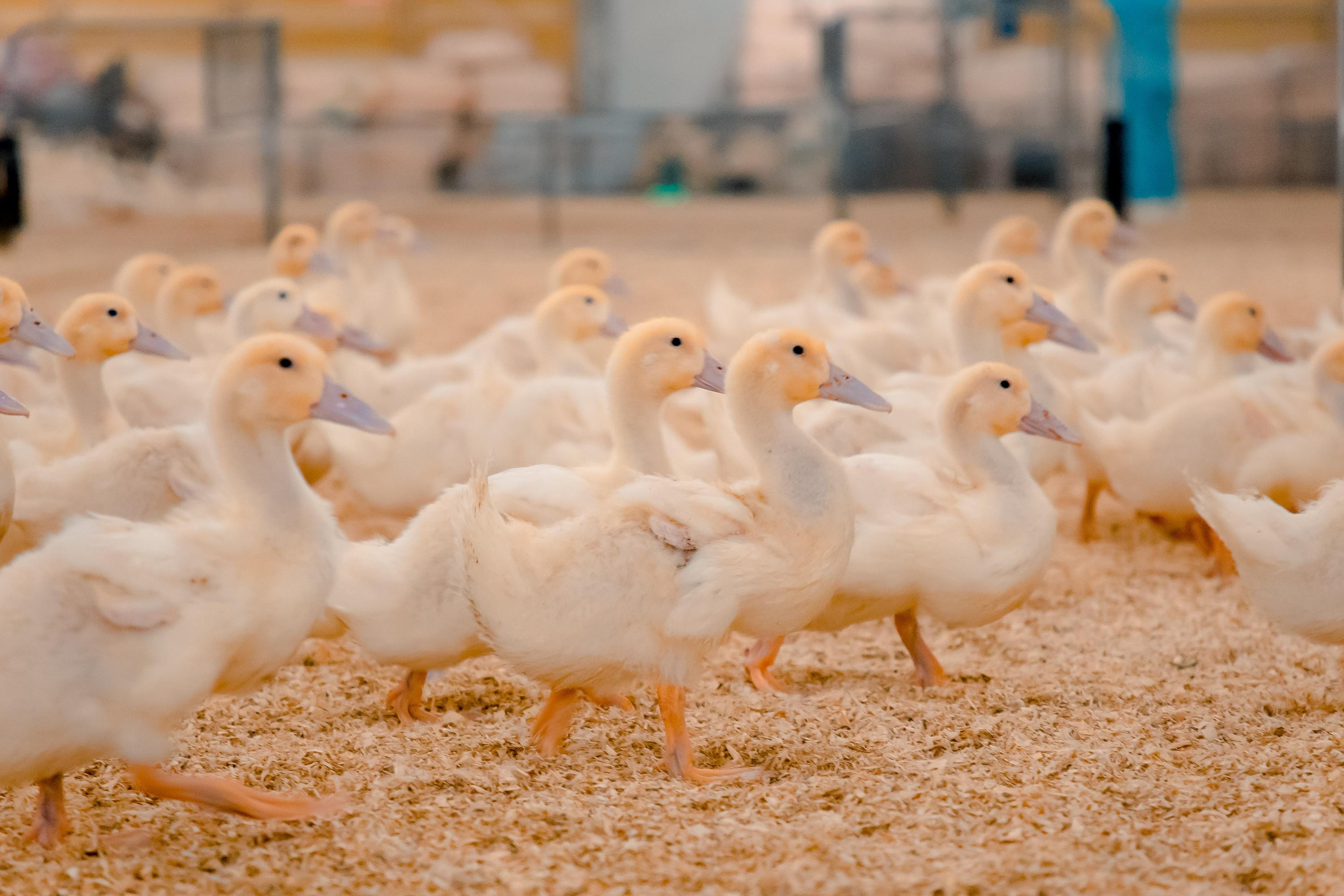 Производство утки