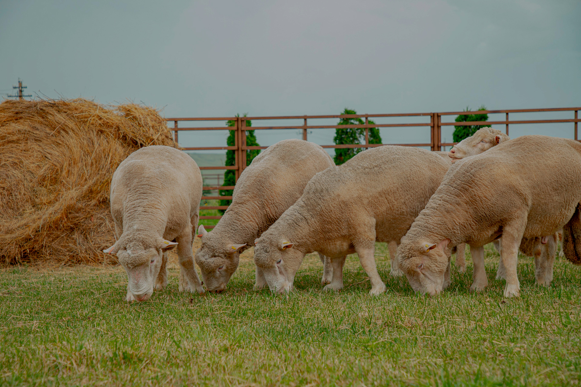 Производство баранины